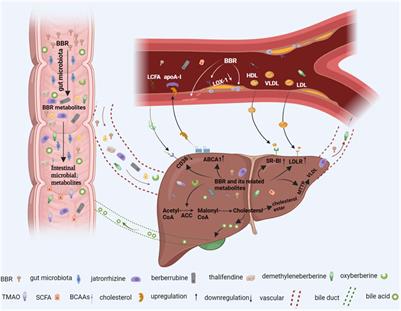 Efficacy and underlying mechanisms of berberine against lipid metabolic diseases: a review